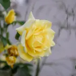 Angelina Βίλα Αλυκών